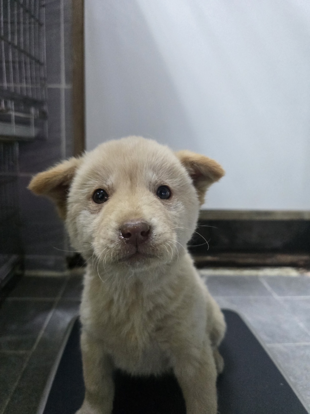 안성시 동물보호센터_441408202500672